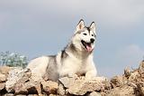 SIBERIAN HUSKY 133